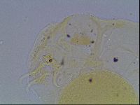 Hypsibius convergens image