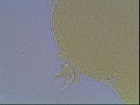 Hypsibius convergens image