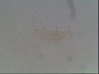 Hypsibius convergens image