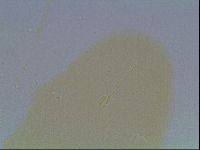 Hypsibius convergens image