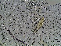 Hypsibius convergens image