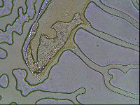Hypsibius convergens image