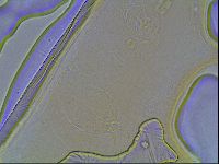 Hypsibius convergens image