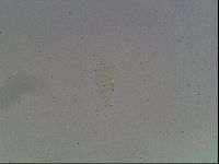 Hypsibius convergens image