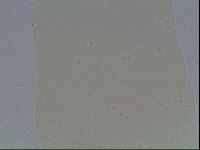 Hypsibius convergens image