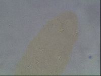 Hypsibius convergens image