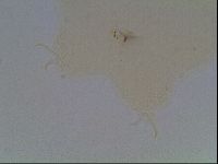 Hypsibius convergens image