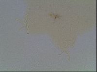 Hypsibius convergens image