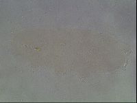 Hypsibius convergens image