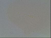 Hypsibius convergens image