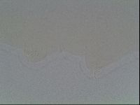 Hypsibius convergens image