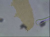 Hypsibius convergens image
