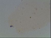 Hypsibius convergens image