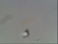 Hypsibius convergens image