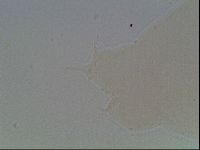 Hypsibius convergens image