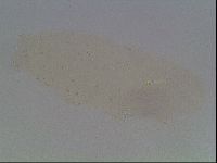 Hypsibius convergens image