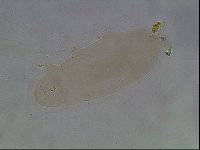 Hypsibius convergens image