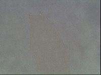 Hypsibius convergens image