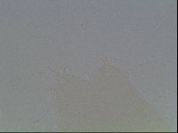 Hypsibius convergens image