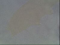 Hypsibius convergens image