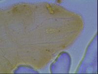 Hypsibius convergens image