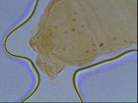 Hypsibius convergens image