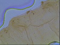 Hypsibius convergens image