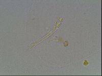 Hypsibius convergens image