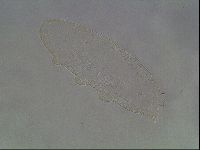 Hypsibius convergens image