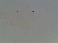 Hypsibius convergens image