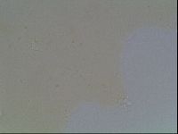 Hypsibius convergens image