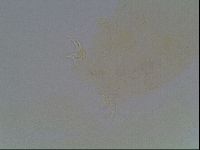 Hypsibius convergens image