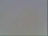 Hypsibius convergens image