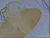Hypsibius convergens image