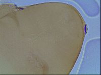 Hypsibius convergens image