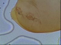 Hypsibius convergens image