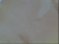 Hypsibius convergens image