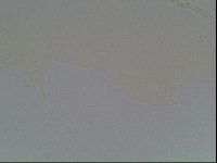 Hypsibius convergens image