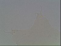Hypsibius convergens image