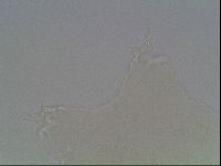 Hypsibius convergens image