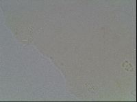 Hypsibius convergens image