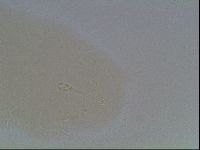 Hypsibius convergens image