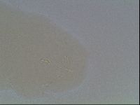 Hypsibius convergens image