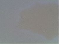 Hypsibius convergens image