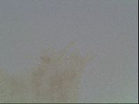 Hypsibius convergens image