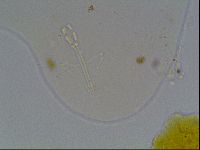 Hypsibius convergens image