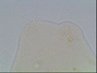 Hypsibius convergens image