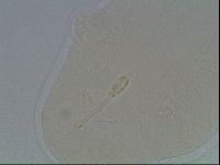 Hypsibius convergens image