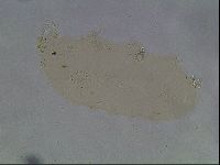 Hypsibius convergens image