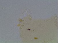 Hypsibius convergens image